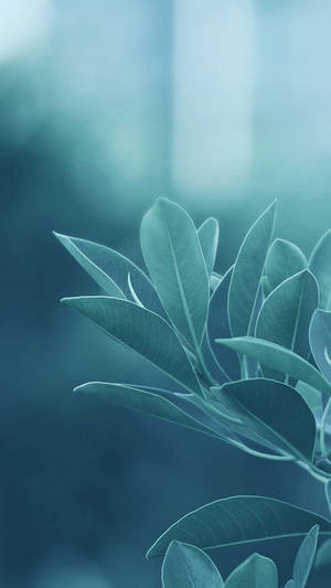 柔焦的藍綠色葉子，背景模糊的藍色