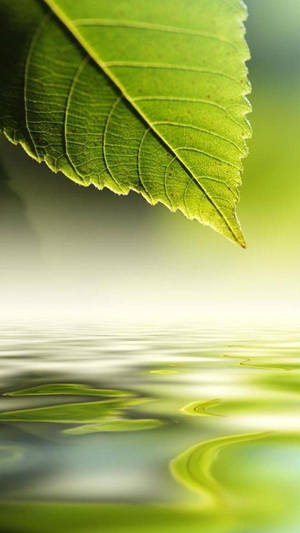 一片綠葉漂浮在水面上，伴隨著輕柔的漣漪和柔和的反光。