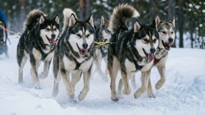 西伯利亞雪橇犬拉著雪橇穿過積雪的森林小徑