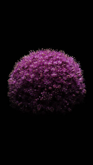 一個鮮豔的紫色球狀花朵在黑色背景上。 — 花卉 iPhone 壁紙