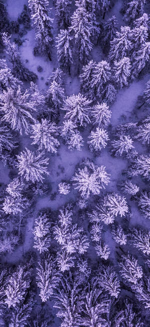 從上方看紫色暮光天空下的雪松林