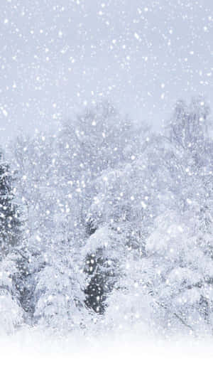 冬日寧靜森林中積雪覆蓋的樹木，雪花飄落。