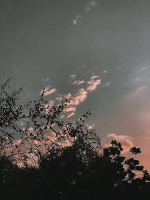 樹木剪影映襯著粉紅與灰色的暮色天空，雲朵散佈。