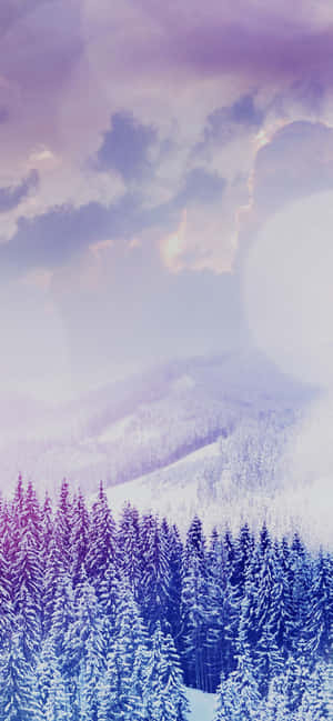 紫藍色暮色天空下，覆蓋白雪的松樹與鏡頭眩光。 — 冬日美學 壁紙