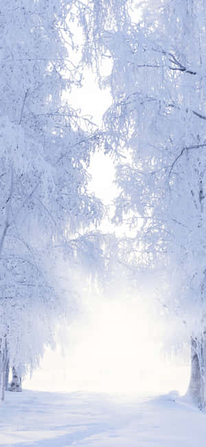 積雪覆蓋的森林小徑，陽光穿過光禿的樹枝灑落。 — 冬天 壁紙