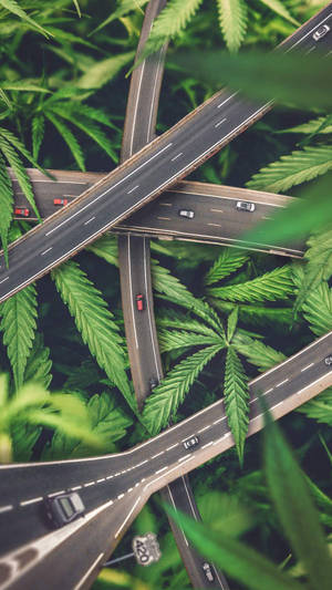 微型高速公路，汽車被大麻葉環繞。