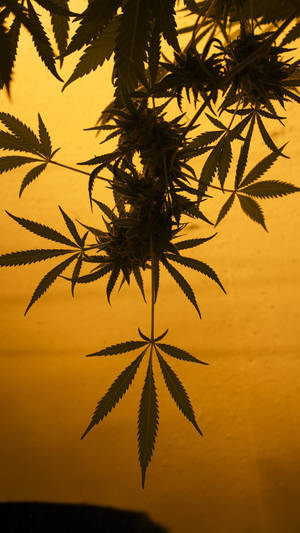 金色背景下，帶有葉片和花蕾的大麻植物剪影。