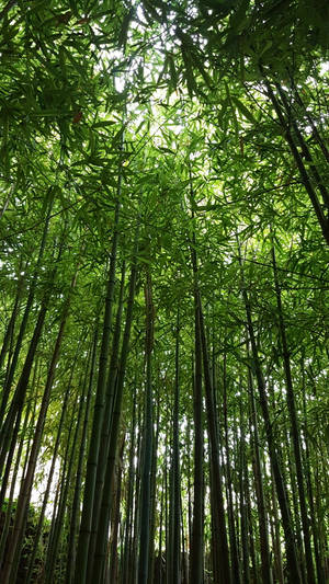 廣闊竹林 iPhone 壁紙