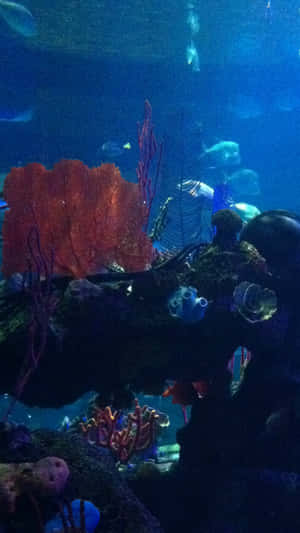 深藍色水族環境中的多彩珊瑚和魚類。