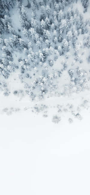 在寧靜的冬日從上方看到的雪松林。