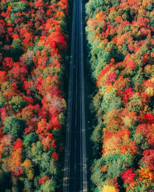 一條筆直的道路蜿蜒穿過一片有著火紅秋葉的森林。 — 秋天 壁紙