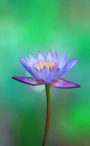 一朵紫色睡蓮，花瓣上有一滴露珠，背景為綠色。 — Realme Pad 壁紙