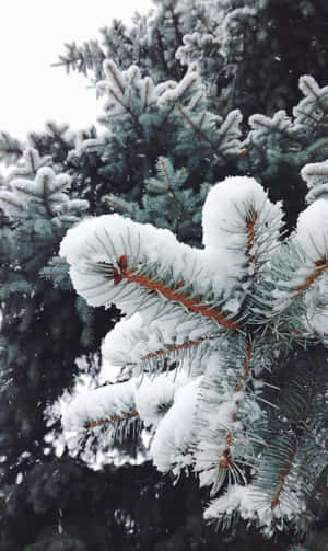 冬季積雪的松樹枝條，帶有霜凍的針葉。