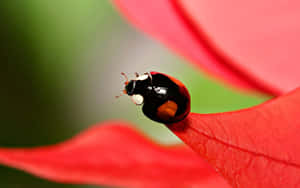 綠色背景上紅葉中的瓢蟲