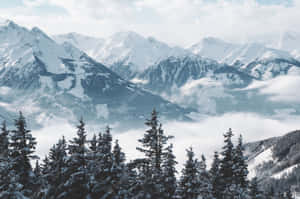 積雪的山脈，有常綠樹和雲海