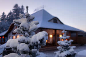 黃昏時分，溫暖燈光照亮的小屋前，積雪的松樹。