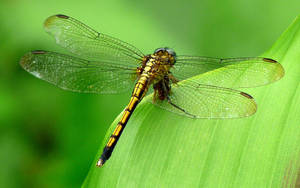 金色蜻蜓在自然環境中停在一片綠葉上