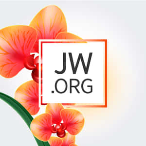 橙色框內的 JW.ORG 標誌，後面有橙紅色蘭花和綠色莖。 — 花系美學 壁紙