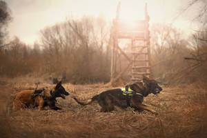 兩隻穿著背帶的警犬在日落時分的田野中休息。