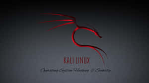Kali Linux 圖片