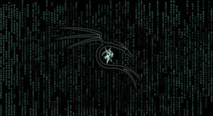Kali Linux 圖片