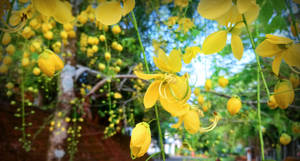 陽光花園中，樹枝上垂掛的黃色花朵。