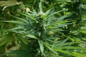 一株帶有鋸齒狀葉片和盛開花朵的大麻植物，在自然日光下。