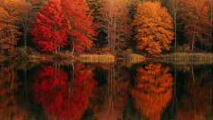 平靜水面倒映的紅色和橙色秋葉