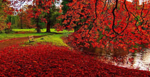 秋日公園，紅葉覆蓋地面和長椅附近的水面。