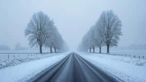 一條雪路，兩旁是裸露的樹木，在霧濛濛的冬季景觀中。