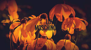 夜間照亮的一枝黃花，帶有'LOVE MOSCHINO'文字。 — 3840x2160 壁紙
