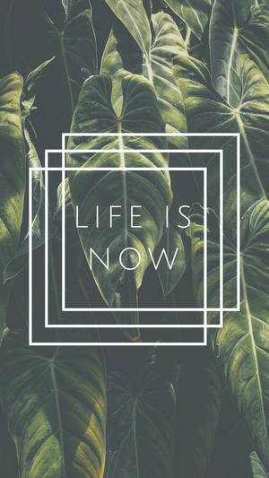 文字life is now以白色幾何形狀框在深綠色熱帶葉片上。