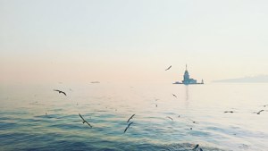 海鷗在平靜的海面上飛向少女塔，黎明時分