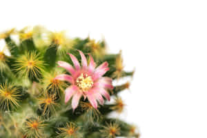 粉紅色仙人掌花，綠色莖上有黃色刺，白色背景 — 粉紅 壁紙