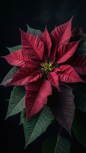 一朵紅色聖誕紅花，綠葉，襯托在深色背景上