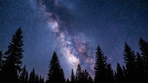 銀河系在黑暗的松樹剪影上方閃耀，星空下
