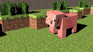 粉紅色Minecraft豬在草塊上，伴有仙人掌和泥土塊