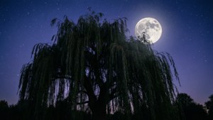 柳樹剪影在明亮的滿月和繁星點點的夜空下。