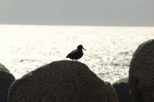 黑鳥紅喙棲息在海邊岩石上