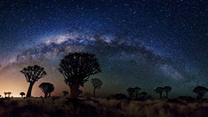 箭袋樹在星空夜空中的剪影，銀河可見。