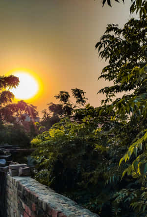 城市花園中夕陽在樹木和磚牆後方