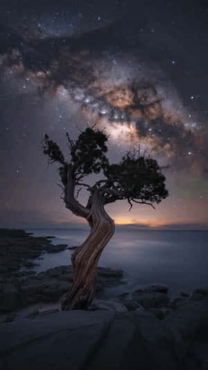 岩石海岸上一棵扭曲的樹，在星空下可見銀河