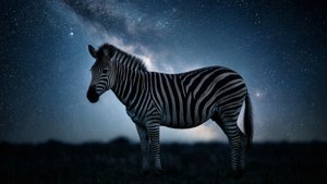 一匹斑馬獨自站在繁星點點的夜空下，上方可見銀河。