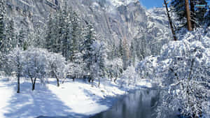 晴朗冬日，山谷中白雪覆蓋的樹木和河流。