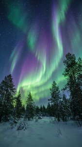 綠色和紫色北極光照亮星空下雪覆蓋的松樹林