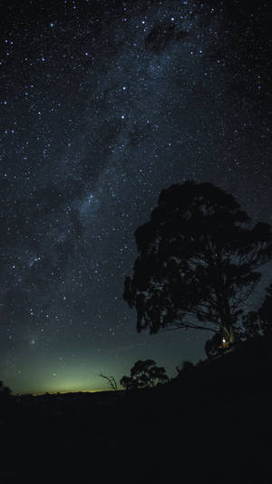 樹的剪影在星空下，銀河可見。
