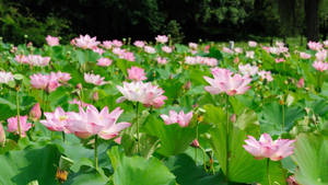 盛開的淡粉紅蓮花田——令人屏息的美景
