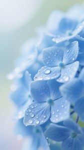 藍色繡球花，花瓣上有水滴，背景柔和模糊