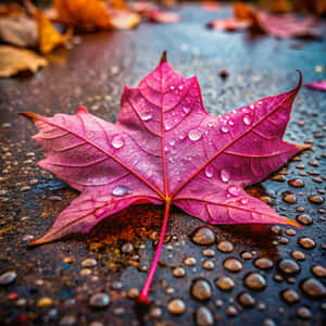 秋天潮濕地面上的一片帶有水珠的粉紅色楓葉。