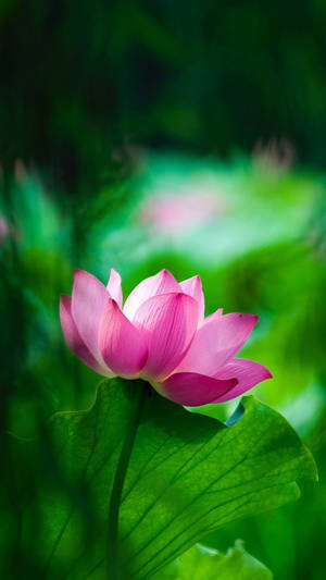 粉紅蓮花吊飾